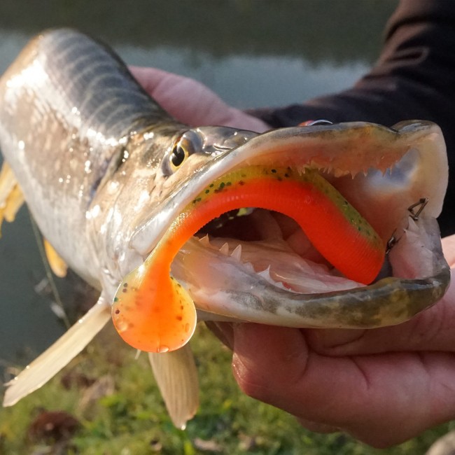 Flat Minnow shad 7,5cm 5db/cs (Crazy Tomato)