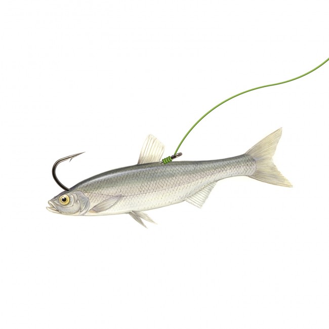 Zander Strong 2 5db/cs