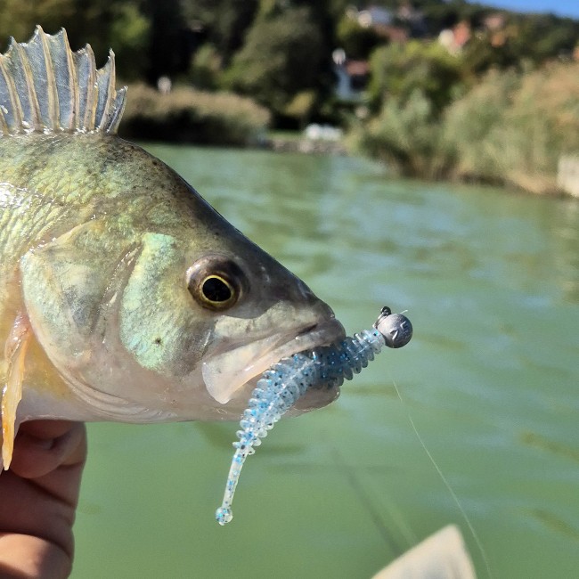 Tiny Worm 6cm 6db/cs (Blue Shiner)