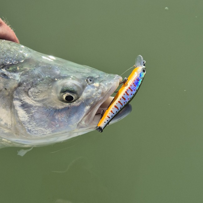 Walker 7.2cm 5.5g (Pearl White)