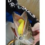 Twister Shad Vantage 3db/cs (Orange back)