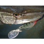 Twister Shad Nevis 3db/cs (Flash Chartreuse)