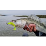 Impulse Shad 7.5cm 5db/cs 5szín