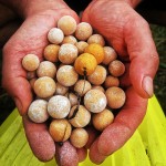 Stég High Carb Boilie 24mm 800g Spicy-Mango 