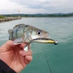 Reiva Ultra Strong Jig Head 2-7g  4db/cs