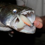 Flat Minnow shad 7,5cm 5db/cs (Crazy Tomato)