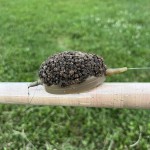 Method XL Pontyozó feeder kosár 50g