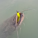 Reiva Ultra Strong Jig Head 6/0-7g  3db/cs