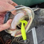Twister Shad 14cm 2db/cs (Lemonade)