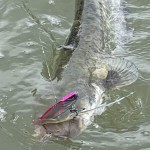 Blademaster II 83mm 28g (Pink Ghost)