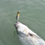 Long Minnow 7cm (Pearl White)