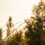 Barbel River Feeder 270XXH 60-180g