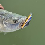 Walker 7.2cm 5.5g (Ayu)