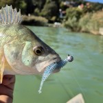 Tiny Worm 6cm 6db/cs (Blue Shiner)