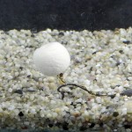 Stég Wafters Smoke Ball 14mm 40g N-Butryc Acid 