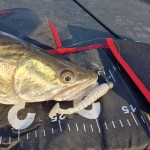 Reiva Stream Shad 10cm (Shiny Orange)
