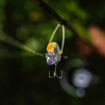 Fat Minnow 50 - SFC Special
